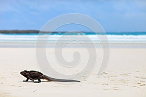 Marine iguana on a white sand beach
