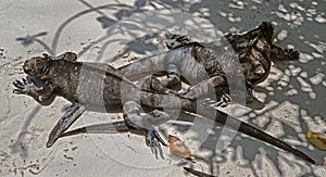 Marine iguanas 1