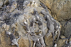Marine iguanas