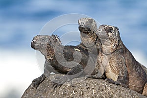 Marine iguanas