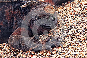 Marine Iguanas