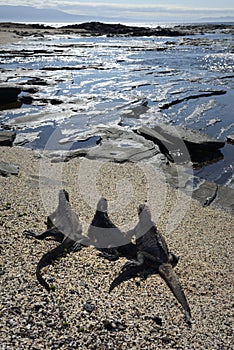 Marine Iguanas Amblyrhynchus cristatus on a sandy beach, Puerto Egas, Santiago Island, Galapagos Islands