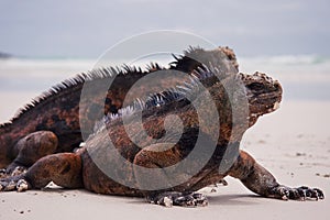 Marine iguanas on beach.