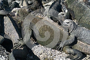 Marine iguanas climbing on each other on Fernandina Island