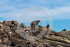 Marine Iguanas