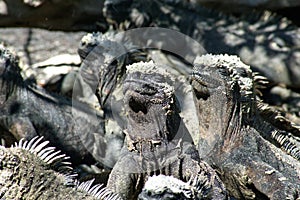 Marine iguanas in a colony