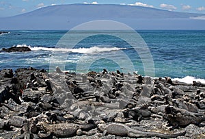 Marine iguanas on Fernandina, Galapagos