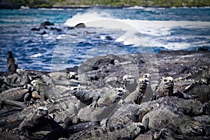 Marine iguanas in Fernandina island, Galapagos