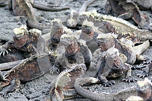 Marine Iguanas, Galapagos photo