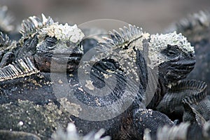 Marine Iguanas, Galapagos photo