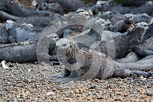 Marine iguanas in Galapagos islands