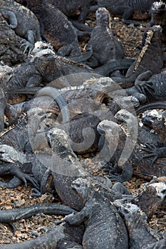 Marine iguanas in Galapagos islands