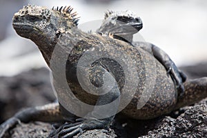 Marine iguanas in Galapagos islands