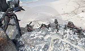 Marine Iguanas, Galapagos Islands, Ecuador