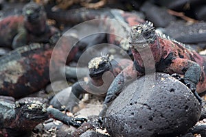 Marine iguanas - Isla Espanola, Galapagos