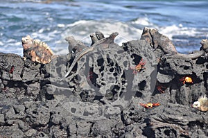 Marine Iguanas on Lava Rock