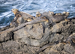 Marine iguanas laze in the afternoon sun on Isla Santiago, Galapagos, Ecuador