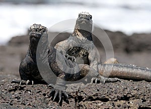 Marine iguanas are sitting on rocks. The Galapagos Islands. Pacific Ocean. Ecuador.