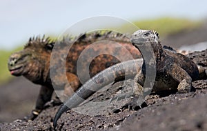 Marine iguanas are sitting on rocks. The Galapagos Islands. Pacific Ocean. Ecuador.