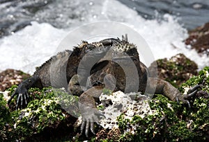 Marine iguanas are sitting on rocks. The Galapagos Islands. Pacific Ocean. Ecuador.