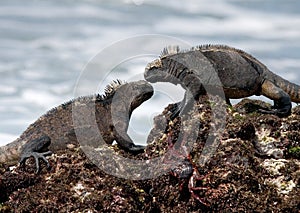Marine iguanas are sitting on rocks. The Galapagos Islands. Pacific Ocean. Ecuador.