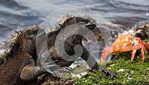 Marine iguanas are sitting on the stones together with crabs. The Galapagos Islands. Pacific Ocean. Ecuador.