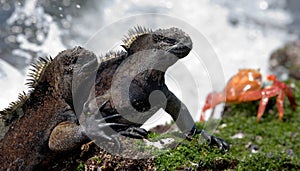 Marine iguanas are sitting on the stones together with crabs. The Galapagos Islands. Pacific Ocean. Ecuador.