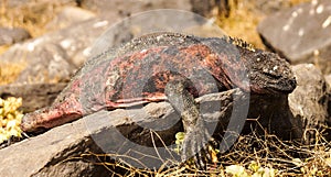 Marine Iguanas sunbathing in Galapagos Island.