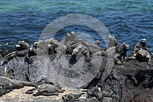 Marine iguanas sunbathing, Galapagos Islands