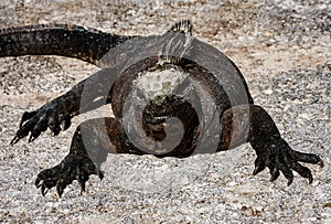 Marine Iguanas Sunning on Rock