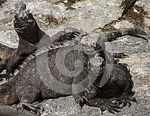 Marine Iguanas Sunning on Rock