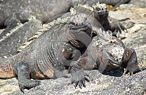 Marine Iguanas Sunning on Rock