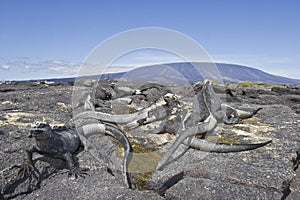 Marine iguanas and volcano