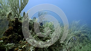 Marine inhabitants of coral reef in underwater Caribbean Sea.