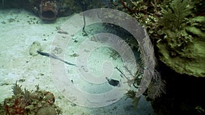 Marine inhabitants of coral reef in underwater Caribbean Sea.