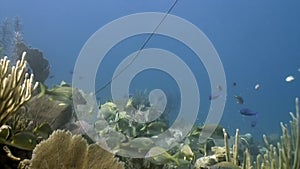 Marine inhabitants of coral reef in underwater Caribbean Sea.