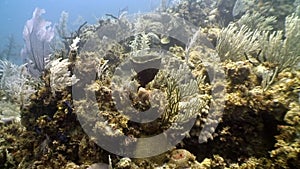 Marine inhabitants of coral reef in underwater Caribbean Sea.