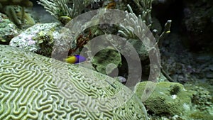 Marine inhabitants of coral reef in underwater Caribbean Sea.