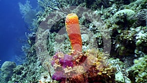 Marine inhabitants of coral reef in underwater Caribbean Sea.