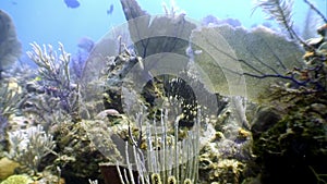 Marine inhabitants of coral reef in underwater Caribbean Sea.