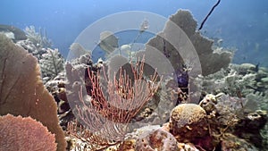 Marine inhabitants of coral reef in underwater Caribbean Sea.