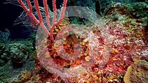 Marine inhabitants of coral reef in underwater Caribbean Sea.