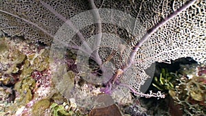 Marine inhabitants of coral reef in underwater Caribbean Sea.