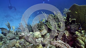 Marine inhabitants of coral reef in underwater Caribbean Sea.