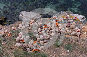 Marine invasive species Veined whelk (Rapana venosa), Empty shells lying on the shore
