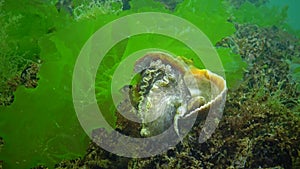 Marine invasive species Veined whelk Rapana venosa, the mollusk slowly climbs out of the cow and turns it over. Black Sea