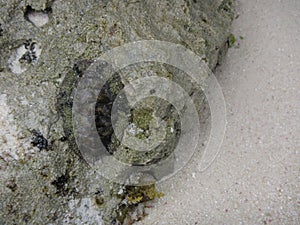 Marine invertebrate trilobite stuck to a rock surface photo