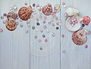 Marine items on blue wooden background. Top view of scallop shells and overs.