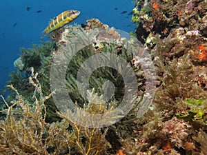 Marine landscape in Cabo de Palos (Murcia)