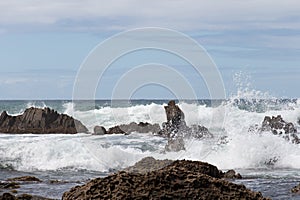 Marine landscape. Rocks and sea waves in a sunny day. Mangawhai Cliff Walk, New Zealand